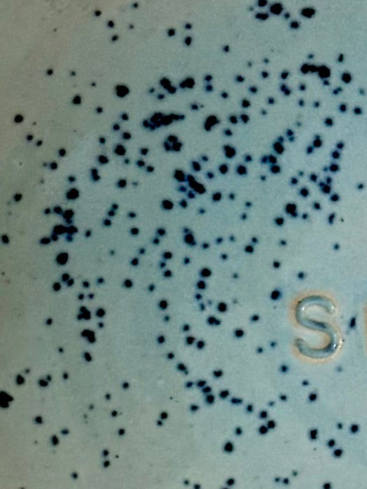 Powdered Little Shit Dish
